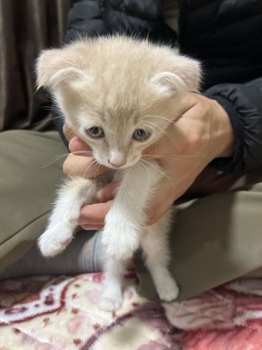 Shinshilla skotish fold