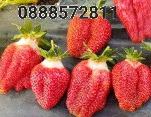 Продавам!! Расат Ягоди! Малини!