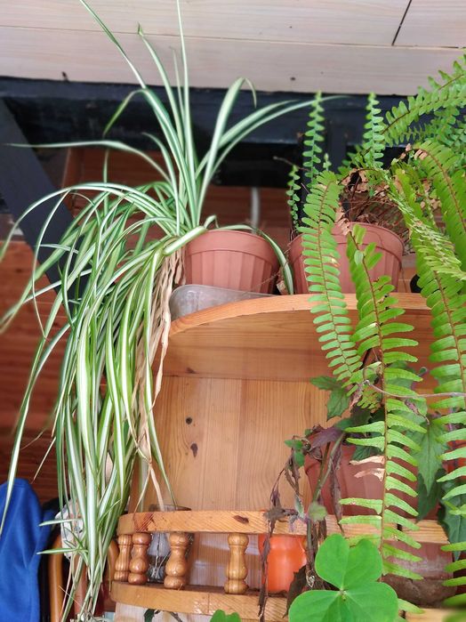 Распродажба саксийни цветя