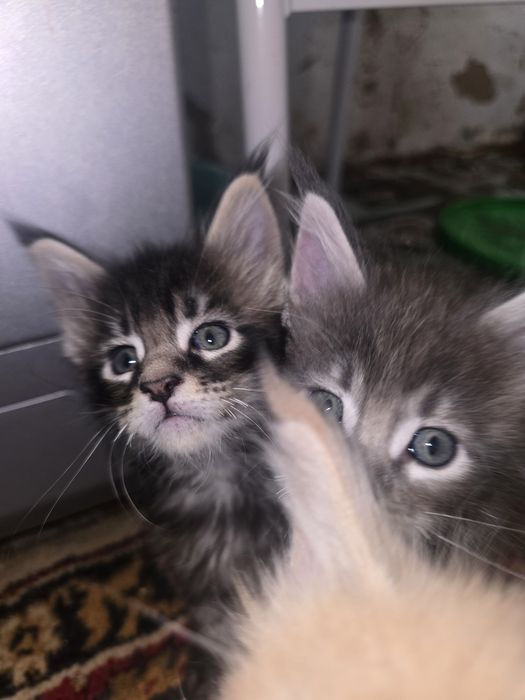 Котята породы Мейнкун