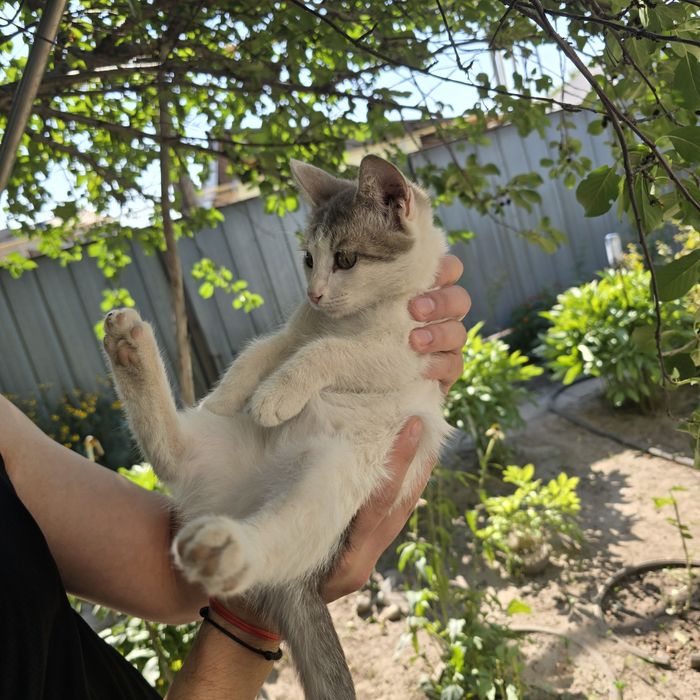 Котёнок ищет дом