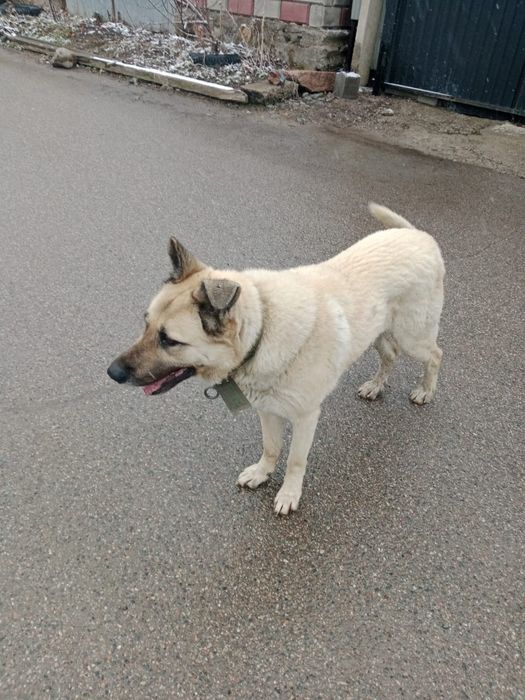 Ищим невесту для случки