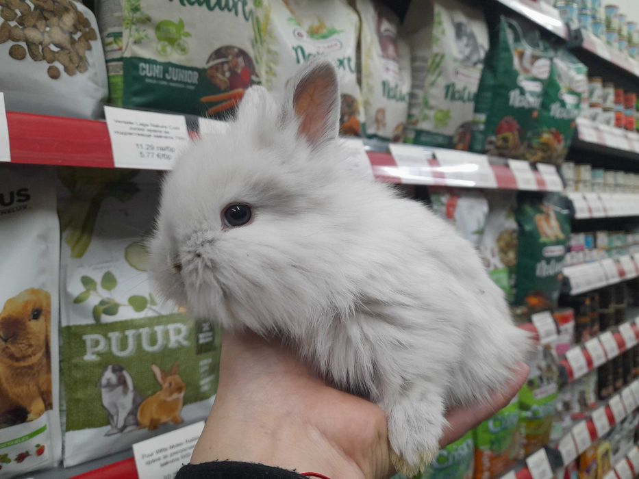 Декоративни мини зайчета на 1 месец