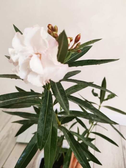 Домашние цветы, доставка