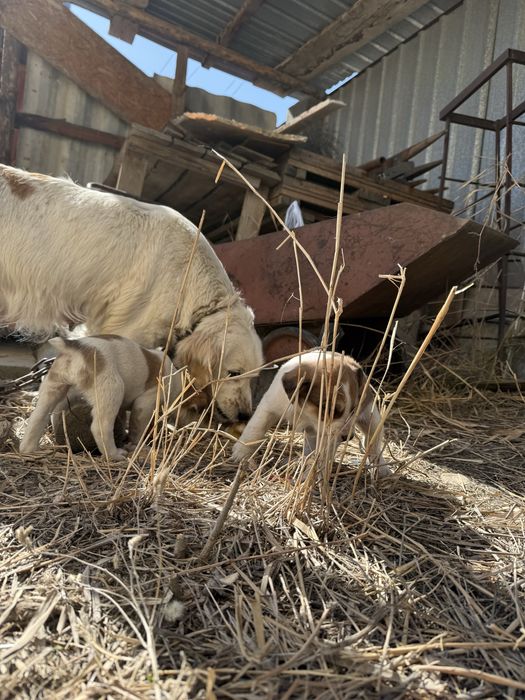 Отдам щенков в хорошие руки