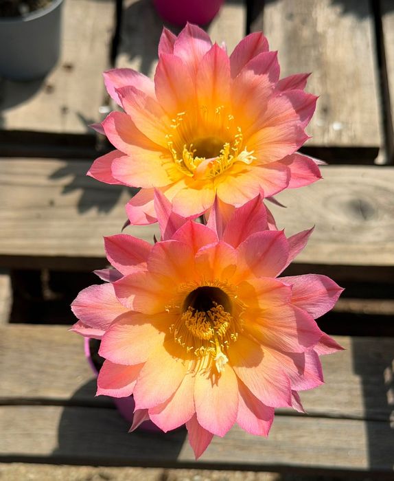 Цъфтящи кактуси вид Echinopsis Hybrid Ombre преливащи се цветове розов оранжев жълт цъфтеж рядък вид растение