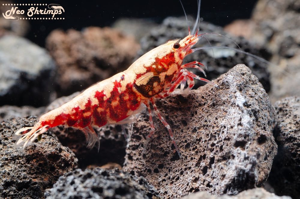 Аквариумни скариди Stardust / Snowflake