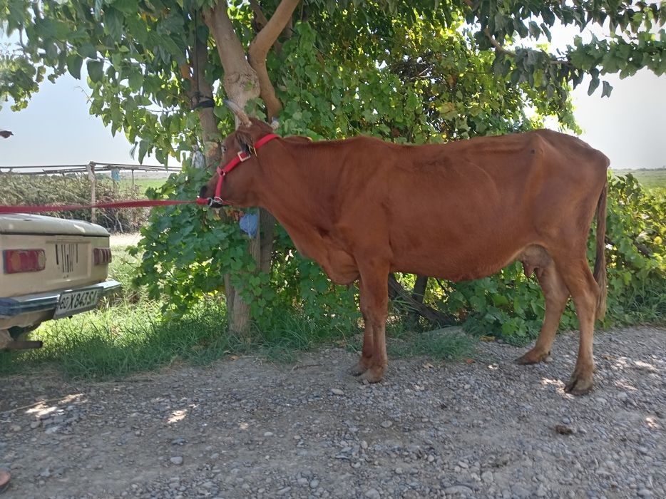 Sigir 3 ta tuqgan, suti bor
