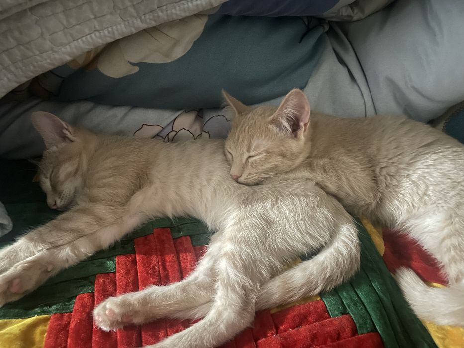 Котята 4мес.