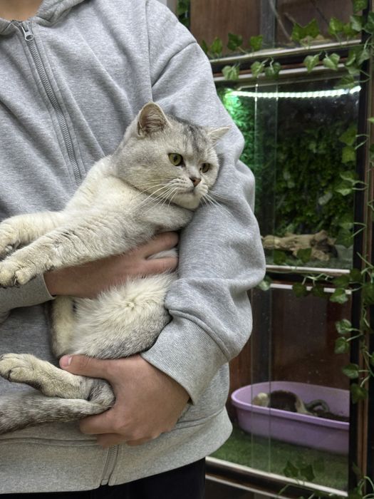 серебристая шиншила кот- вязка