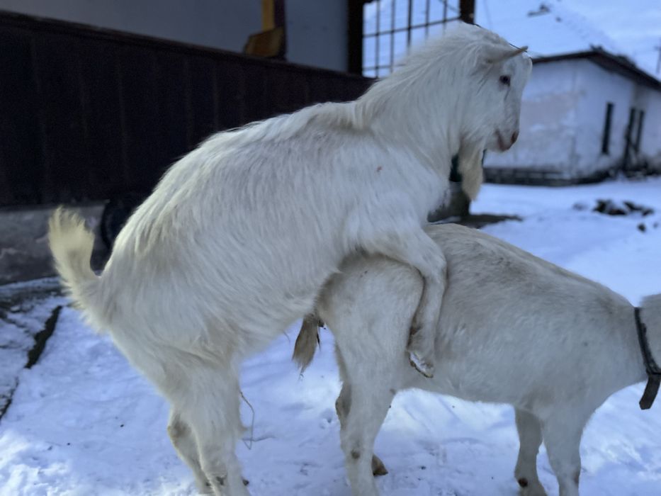 Vand țap Saanen, ciut genetic, 1 an,.
