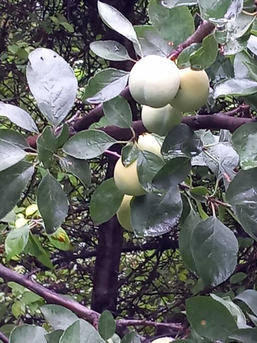 vand prune galbene Renclod