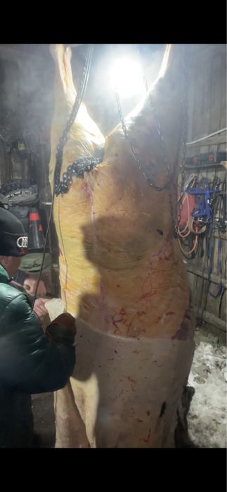 Откорм семыз жылкы