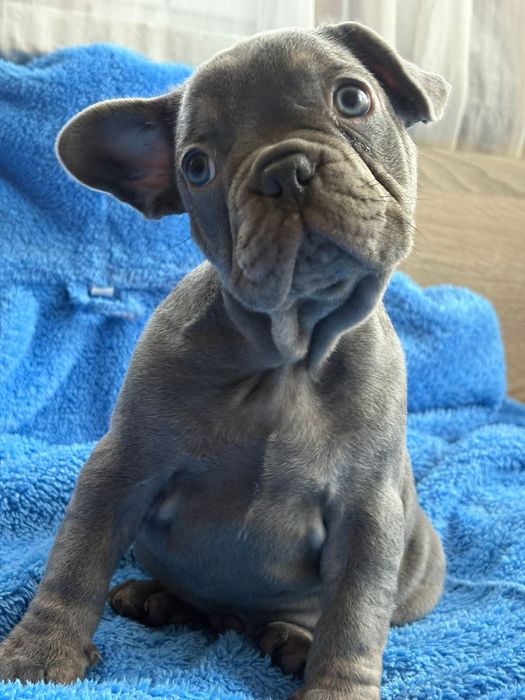 Френски булдог blu ten