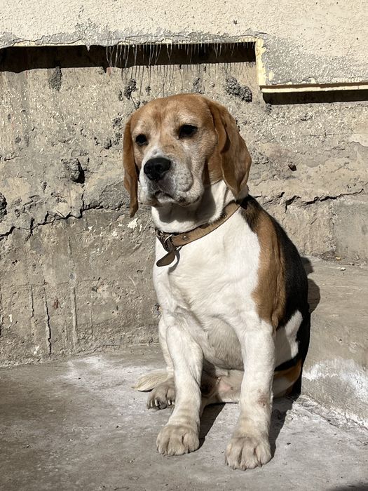 Бигль 3годика продам хороший собака