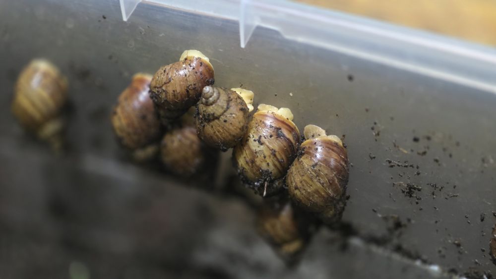 Продам улиток Ахатин разных размеров