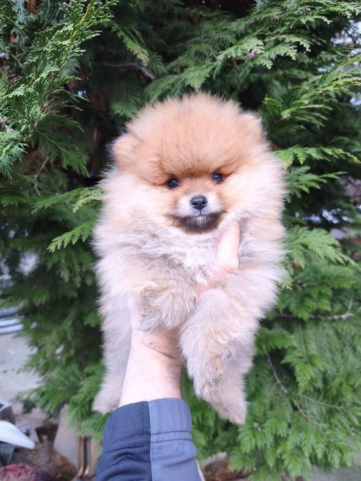 Померан мъжки и женски