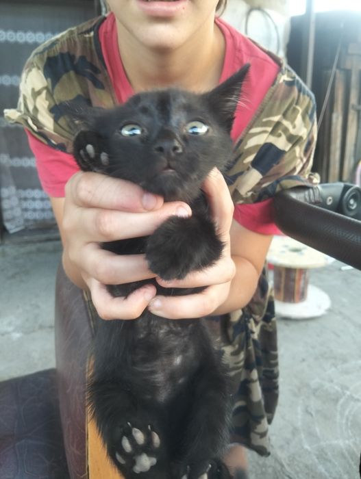 Отдам  котёнка в добрые руки