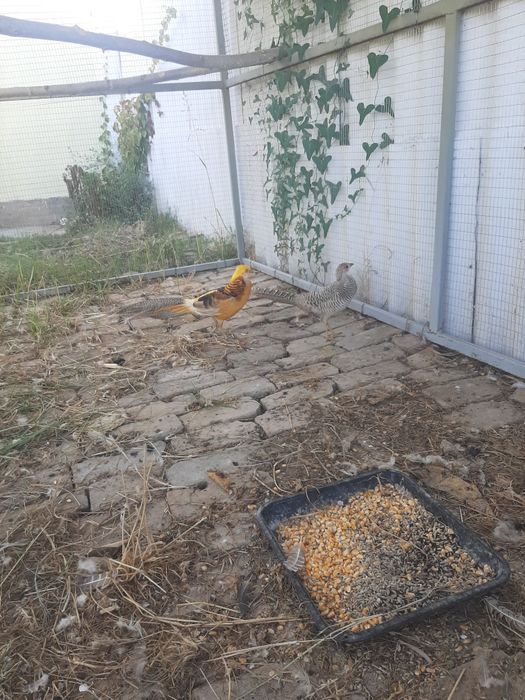 Продаётся пара лимонный фазаны