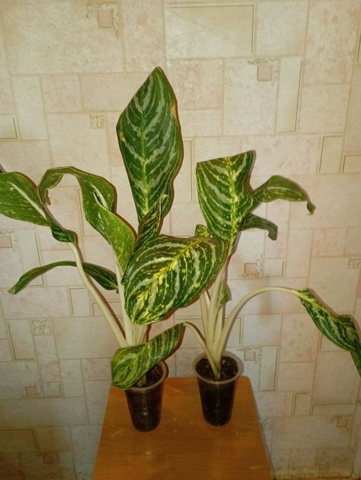 Продам Аглоанемы