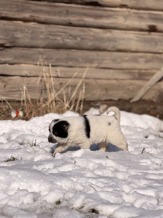 Алабай тобет кушык