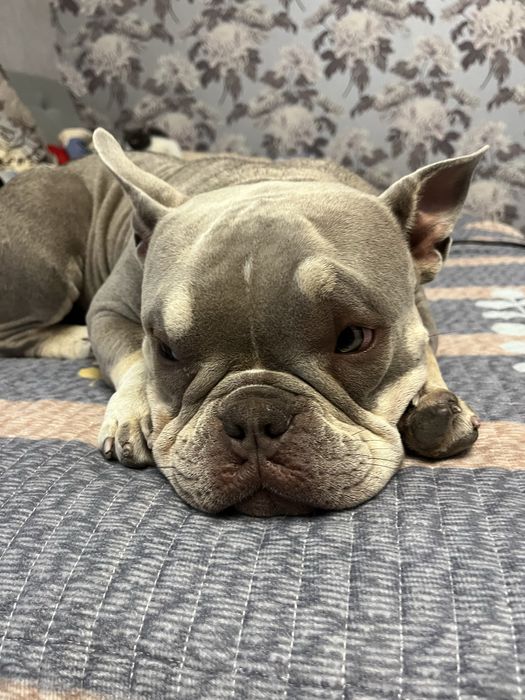 Американская булли