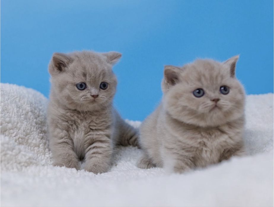 лиловый британский котенок - мальчик