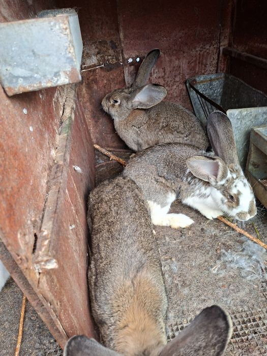 Продавам зайци..