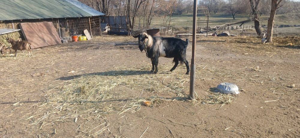 Теке Теке Теке Теке