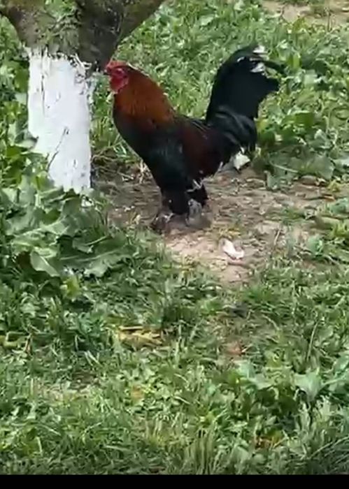 Vând găini diferite rase