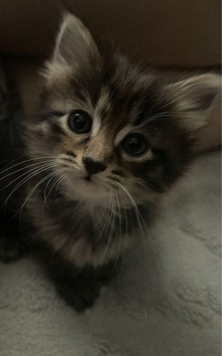 Отдам котенка бесплатно