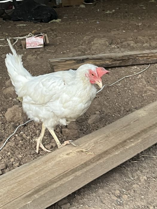 Продам несушки несутся хорошо