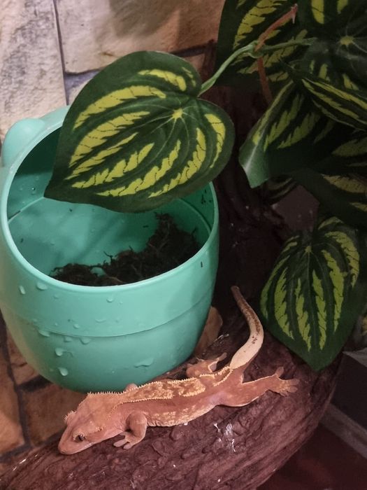 Продам Бананоедов