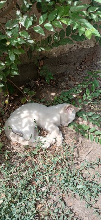 Отдам бесплатно котёнка мальчик