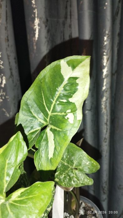 Продается Шикарный Сингониум Панда