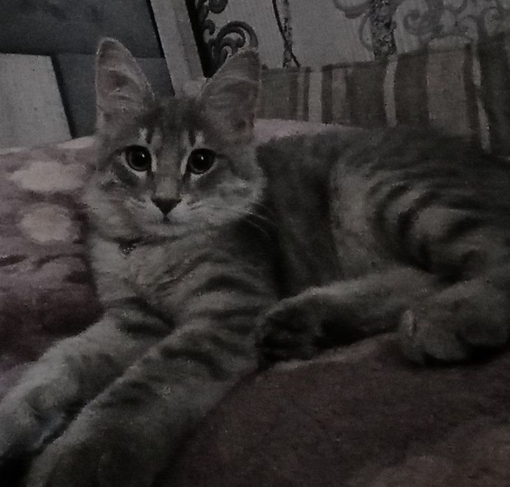 Дам кошку в хорошие руки