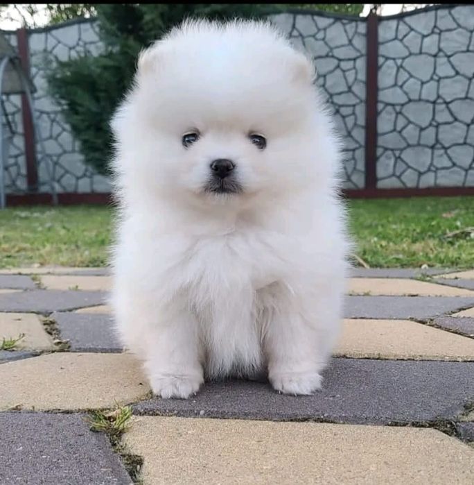 Pomeranian talie mica