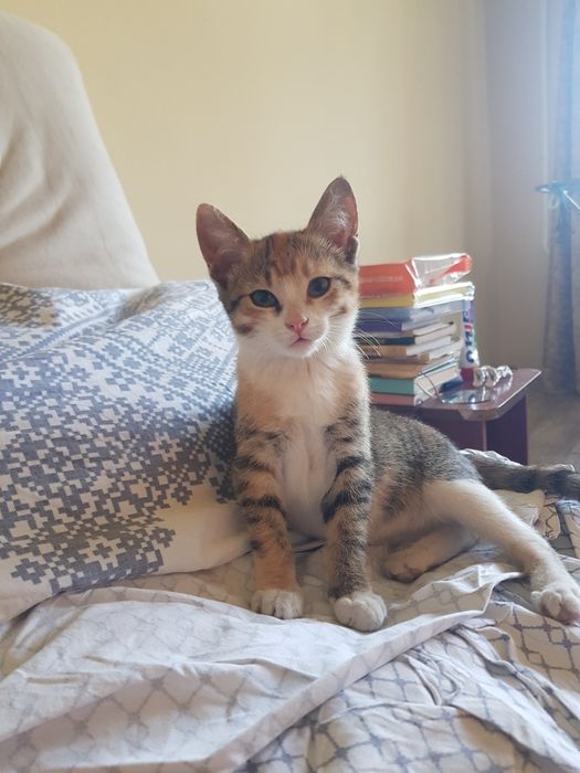 отдам котят 2 девочки