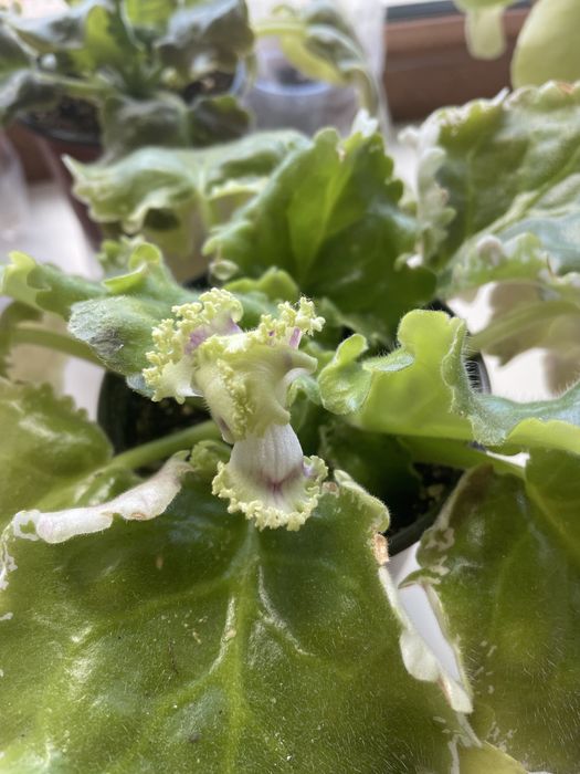 Продам цветы домашние фиалки