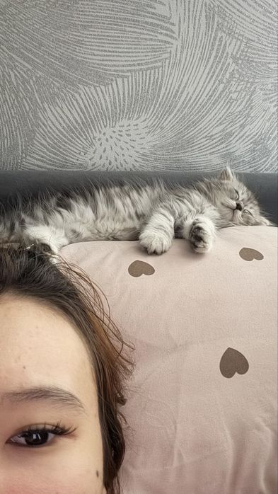 Коткенок мальчик