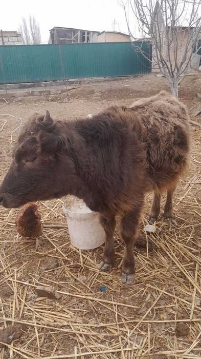 Ұрғашы Баспақ сатылады