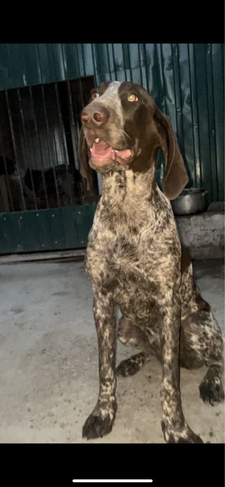 Немецкий Курцхаар