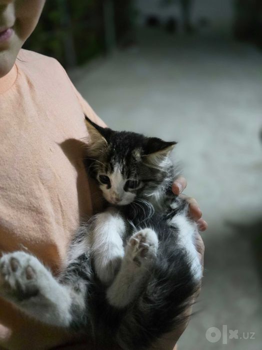 Отдаю даром котят