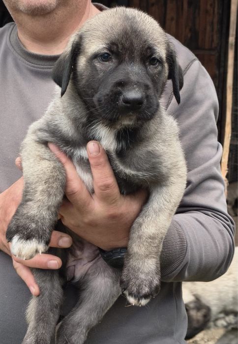 Pui Kangal Malakli
