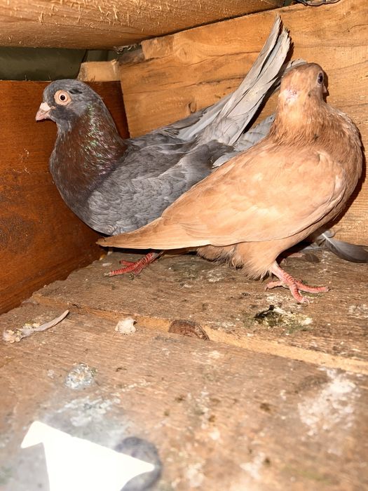 Vand porumbei jucatori de galati  pretul afisat este per pereche