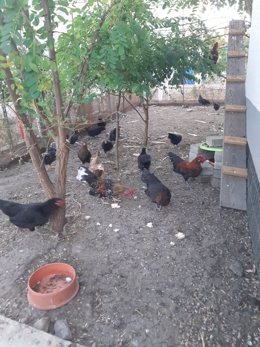 Famili de liliputi