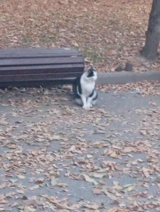 Найдена черно-белая кошечка