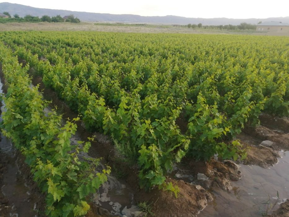 Gigant(so'g'diyona) va qora kishmish(oq cho'p)  mayizbob uzum navlari