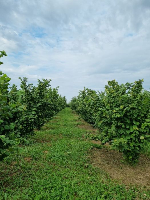 Alune de Padure Tonda Gentile Romana - Productie 2025