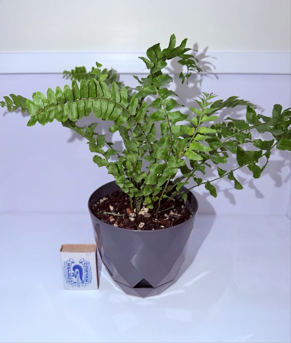 Нефролепис, комнатные растения, комнатные цветы